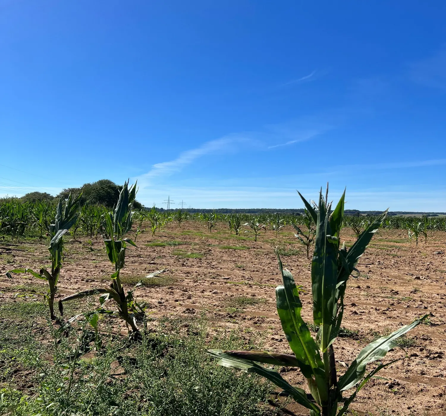 utere.sole! - Drohne in der Wüste